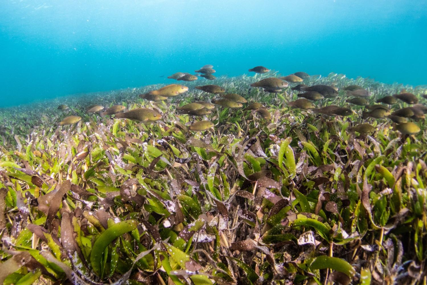 seagrasses